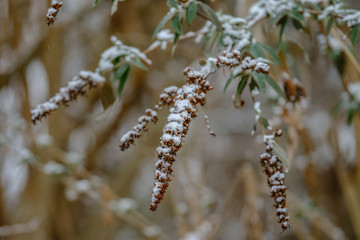 Schneebedeckter, abgeblühter Schmetterlingsflieder im fahlen Winterlicht