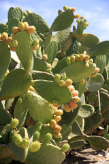 Opuntien (Opuntia) Pflanze mit Früchte