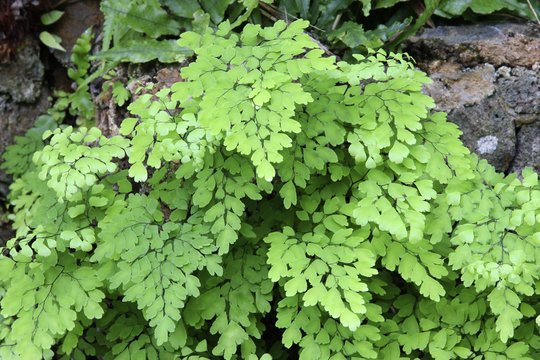 Frauenhaarfarn (Adiantum capillus-veneris) 