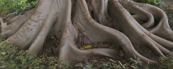 Alte Birkenfeige Wurzeln (Ficus benjamina), Panorama 