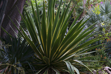 Agave desmettiana Pflanze