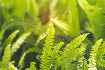 Green bracken lush fern growing