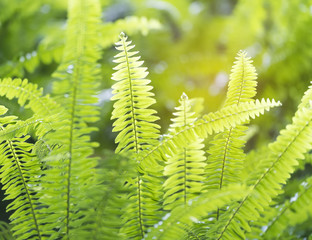 Green bracken lush fern growing