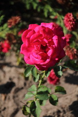 Beautiful pink rose in a garden