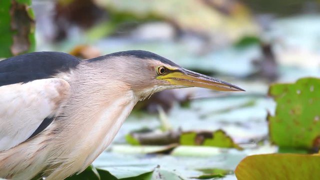 Little bittern (Ixobrychus minutus) in natural habitats.. Close up