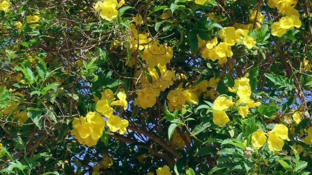 Yellow trumpetbush or Yellow Bells (Tecoma stans)
