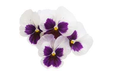 Washable wall murals Pansies pansies isolated