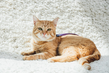cute domestic red cat with leash lying on white soft carpet in living room and looking at camera
