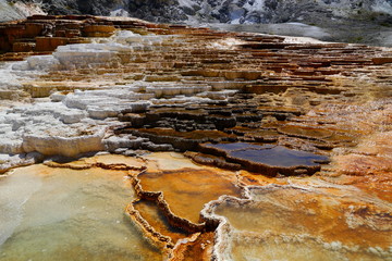 Lower Terraces Area, Mammoth Hot Springs, in Yellowstone National Park Wyoming, USA