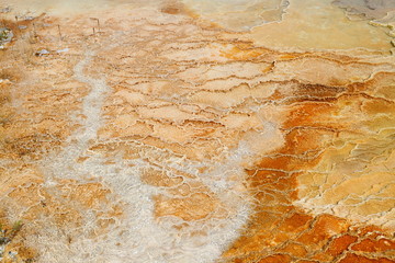 Lower Terraces Area, Mammoth Hot Springs, in Yellowstone National Park Wyoming, USA