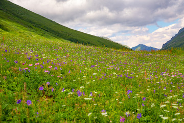 Panoramic view of Caucasian mountains with fresh green meadows in bloom on a  cloudy day,  Sochi, Russia