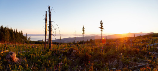 Panoramic Landscape view of the Cut Down Forest on top of the mountain during a vibrant summer...