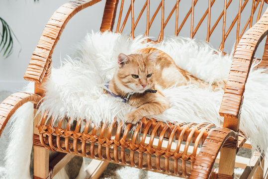 cute domestic ginger cat lying on rocking chair in living room