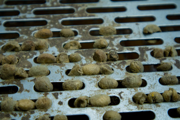 Coffee Sorting Machine Used in Coffee Production