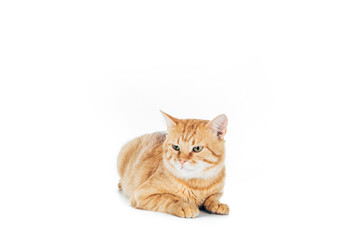 cute domestic red cat lying isolated on white