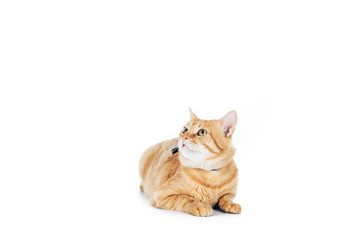 cute domestic ginger cat lying and looking up isolated on white