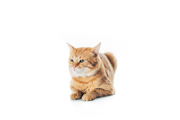 Fototapeta na wymiar cute domestic red cat lying isolated on white