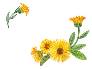Watercolor hand drawn calendula flowers. Can be used as print, postcard, invitation, packaging design, element design and so on. - obrazy, fototapety, plakaty