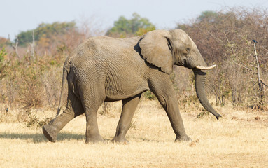 Female african elephant in golden light