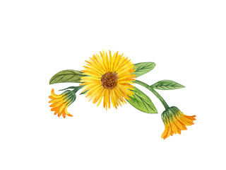 calendula