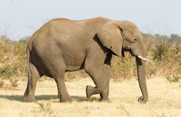 Female african elephant in golden light