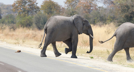 Fototapeta na wymiar Elephant family crossing a road