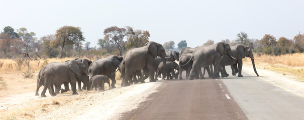 Elephant family crossing a road © michaklootwijk