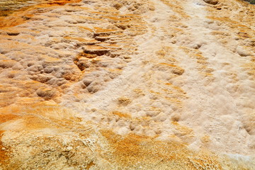 Lower Terraces Area, Mammoth Hot Springs, in Yellowstone National Park Wyoming, USA
