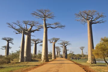 Rolgordijnen Baobab Highway (Madagaskar) © Tocchy S