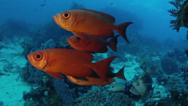 Crescent-tail bigeye (Priacanthus hamrur)are schooling,Raja Ampat, Indonesia, slow motion