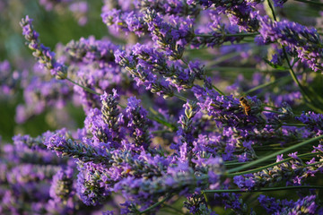 Lavanda e ape