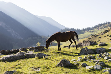 Fototapeta na wymiar Valley of Altyn-Arashan in the late afternoon with the last sunbeams and a horse in the foreground in Kyrgyzstan