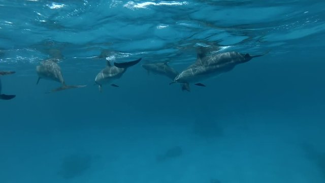 Group of pregnant female Spinner Dolphins slowly under surface of blue water and dive to deep (Underwater shot, 4K / 60fps)
