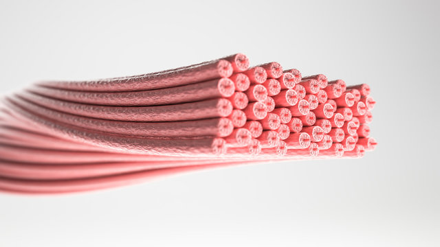 Muscle Type: Smooth muscle - Cross section through a muscle with visible muscle fibers - 3D Rendering