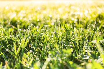 Close up of fresh thick grass with water drops in the early morning