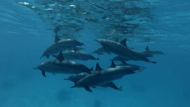 Big group of pregnant female Spinner Dolphins slowly under surface of blue water (Underwater shot, 4K / 60fps)
