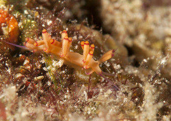 Nudibranch, flabellina bilas crawling on corals of Bali, Indonesia