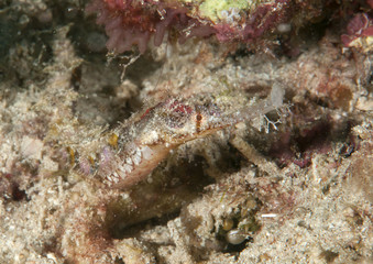 Fototapeta na wymiar Pygmy pipefish (Solegnathus sp) crawling on sand of Raja Ampat, West Papua, Indonesia