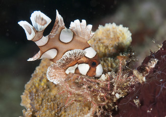 Harlequin sweetlips juvenile (Plectorhinchus chaetodonoides) swimming upon corals of Bali. Juveniles mimic the movement of a poisonous flatworm for defence against predators.
