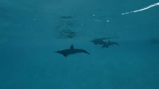 Litle group of dolphins swim under surface of the blue water (Spinner Dolphin, Stenella longirostris) Close-up, Underwater shot, 4K / 60fps

