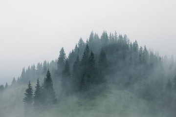 Misty landscape with fir mountain forest in hipster vintage retro style