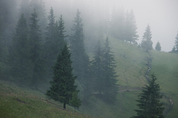 Misty landscape with fir forest in hipster vintage retro style