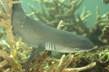   White-tip reef shark (Triaenodon obesus ) fixed to coral with a fishing line, Bali, Indonesia	