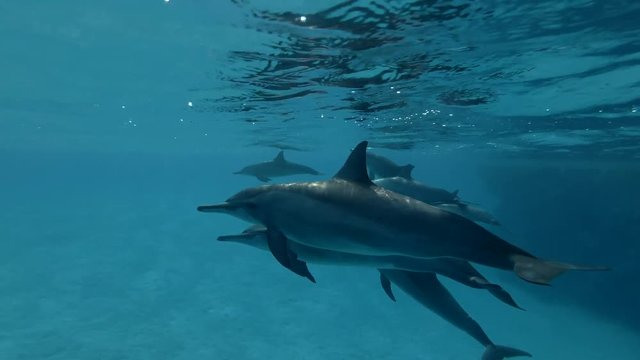 Group of Dolphins swims in the blue water under surface (Spinner Dolphin, Stenella longirostris) Close-up, Underwater shot, 4K / 60fps
