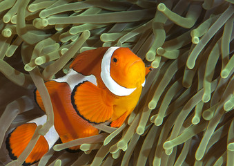 Ocellaris clownfish ( Aphiprion ocellaris ) or false clown anemonefish shelters itself among the...