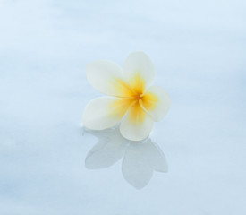 Spa tropical white flower on marble background.