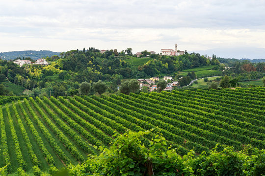 Grapes growing in vineyards