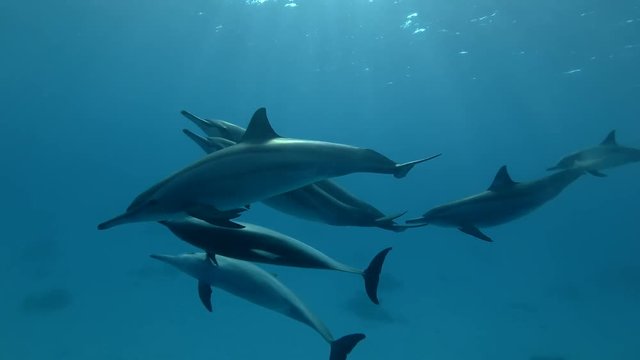 Group of dolphins playing in the blue water in mating season (Spinner Dolphin, Stenella longirostris) Close-up, Underwater shot, 4K / 60fps
