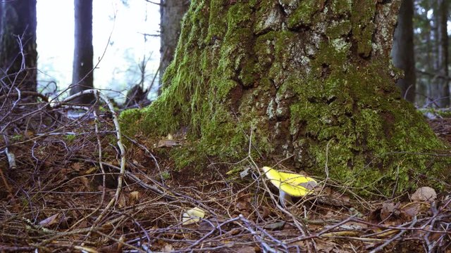 Mushroom - behind tree with moss