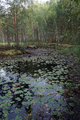 Lake in the forest